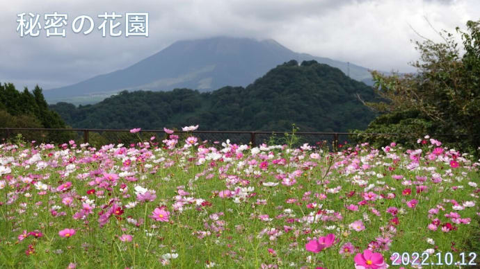とっとり花回廊 秘密の花園 コスモス100万輪