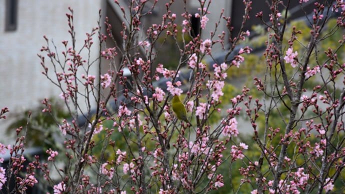 啓翁桜の蜜を吸うメジロ