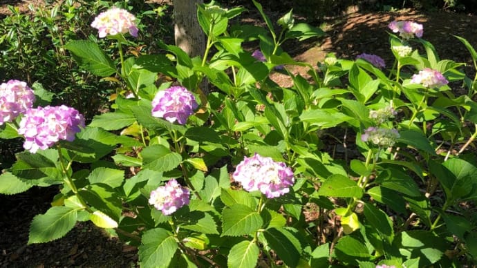 命の水 ようやくの紫陽花