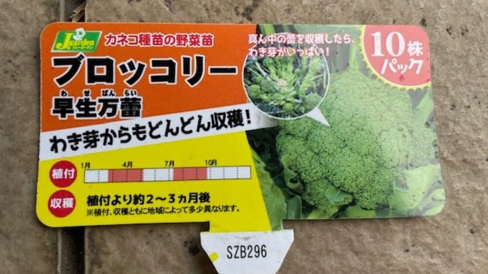 ブロッコリーを植え付けました(^^)/ (3月23日)