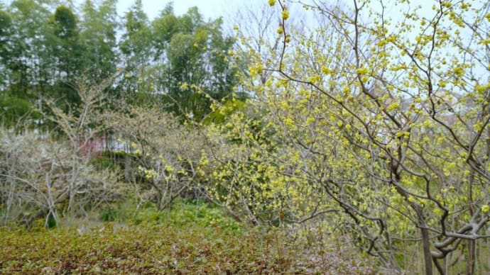 トサミズキ、オウバイ、ユキヤナギ(赤塚植物園 2022.3.13撮影)