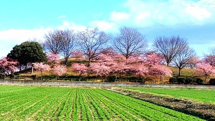 河津桜の丘&エスカルゴスカート他(生徒作品)