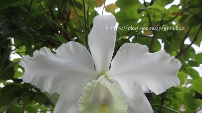 白いカトレアの花