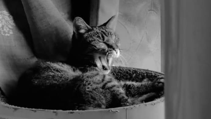 欠伸して眠って