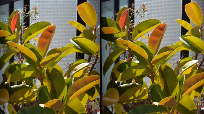 3D Veranda Garden