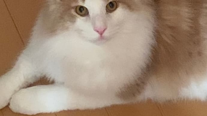 癒されてます
