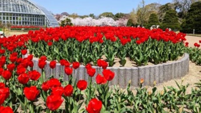 🌸【京都府立植物園 / Kyoto Botanical Gardens】『桜見物 赤いチューリップと桜』京都市