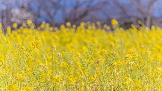 武庫川河川敷散歩