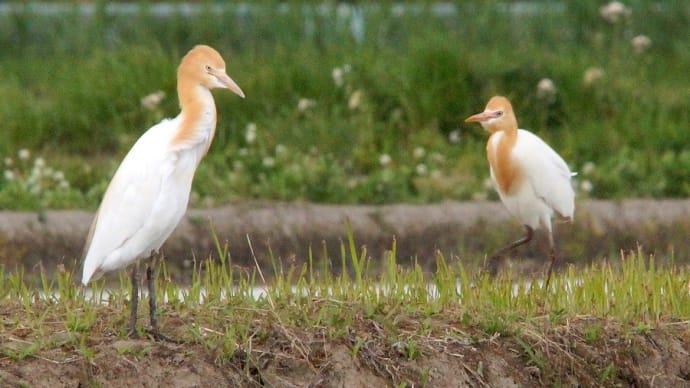 田植えの季節・・・秋ヶ瀬の田んぼに・・・アマサギがやって来た