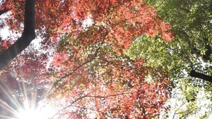 目白の森 太陽の輝きの素晴らしさ 4