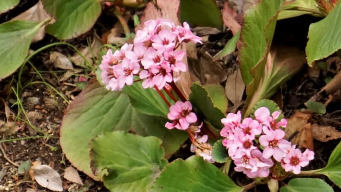 花に心を託して　～サクラソウ、ユスラウメなど：地域の花～