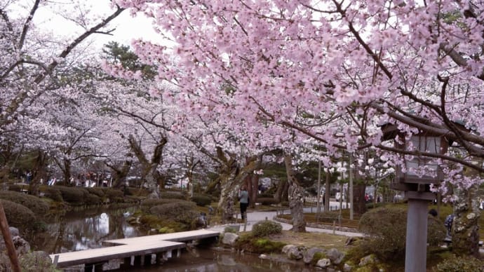 ●兼六園 ソメイヨシノが開花 シデコブシ