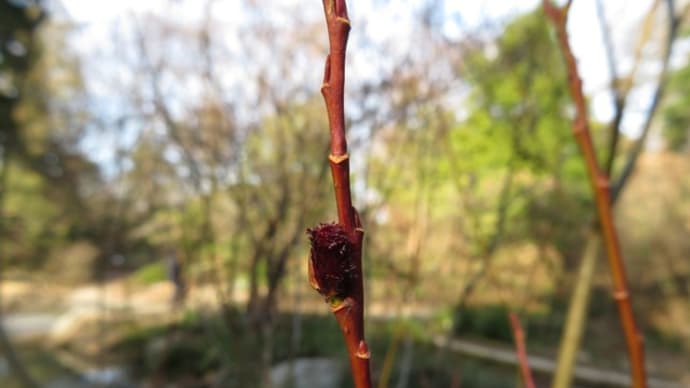 生態園にもうゲンカイツツジの花が!~京都府立植物園2020年2月下旬(3)