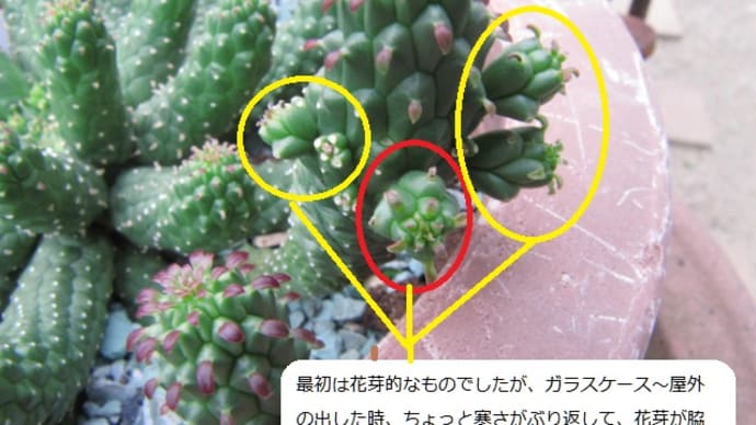 “花咲かず　タコに変身　イネルミス”　株が若かったのか、気候の変化だろうか　その後知った、九頭竜の花は華麗　最も美しい花！！