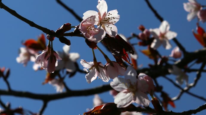北海道の桜2-1