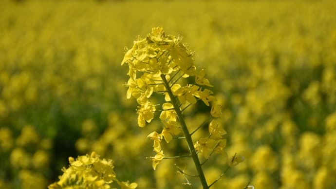河津桜・菜の花狩り 静岡県南伊豆町 第27回みなみの桜と菜の花まつり(2)日野(ひんの)のバス停から