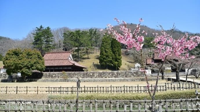 旧閑谷学校 の 桜