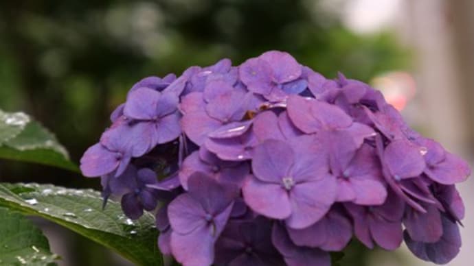 雨の日の楽しみ(紫陽花)
