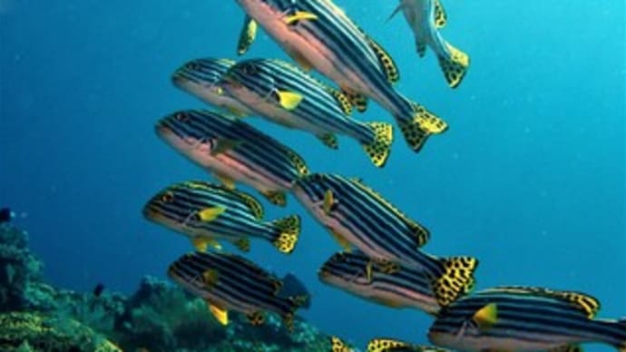 沈没船リバティ号を住処にする魚たち