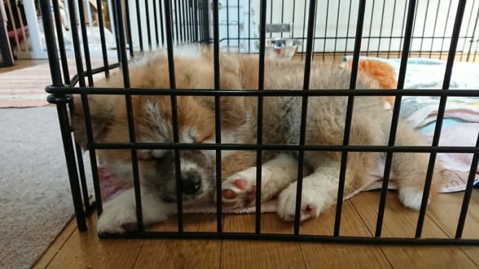 おなかの調子が悪いです