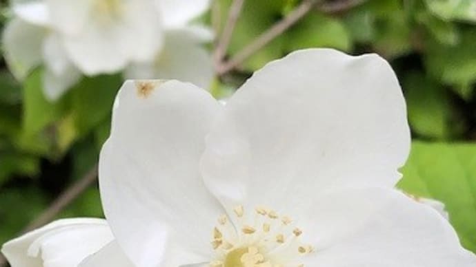 遊びに行くが優先です