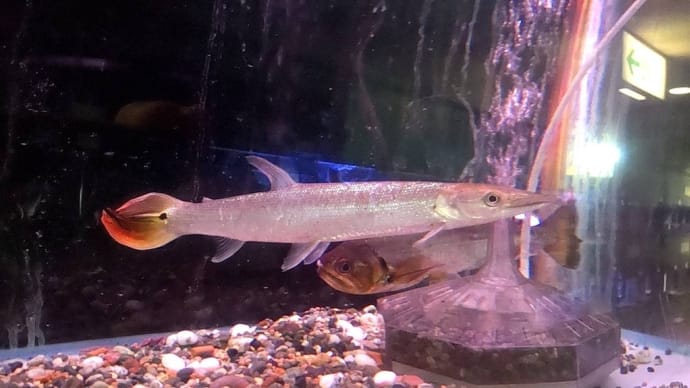 今週の入荷魚 5月10日