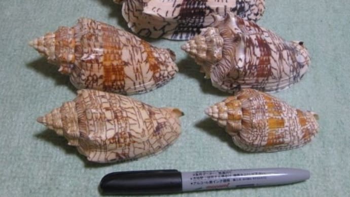 「 夢の続きが始まりました【第六十五章 (趣味) 】」