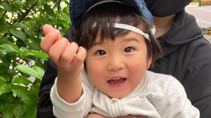 『保育園から即弟の家に移動してさくらんぼ狩り・・・』