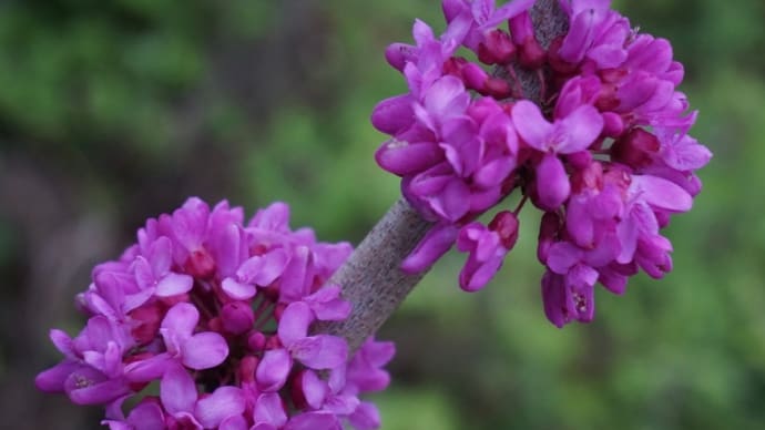 庭の花