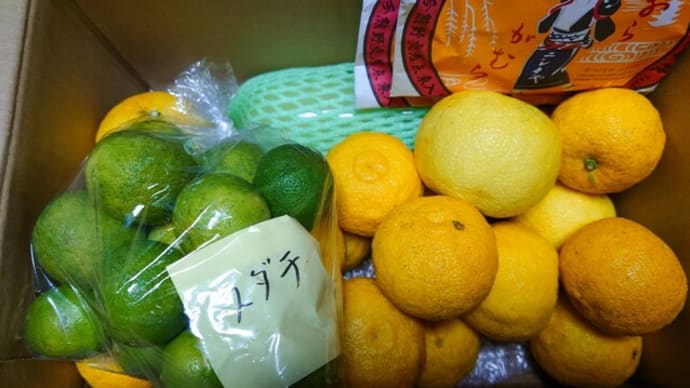 造影剤CT撮影 柚子