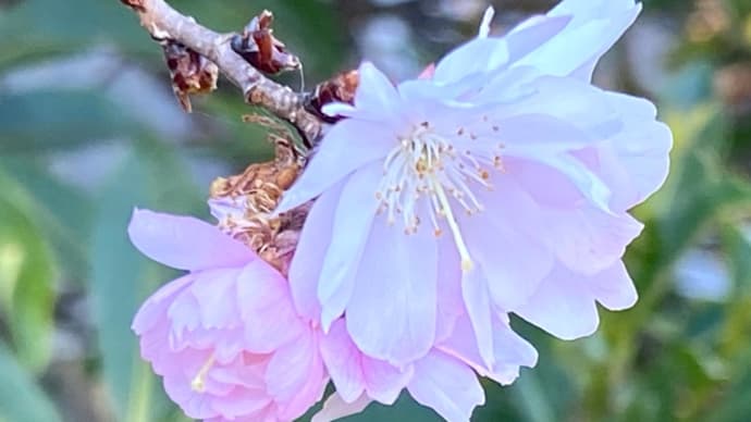 今年も少し遅くて徳島植物園に寒桜を観に行った❣️