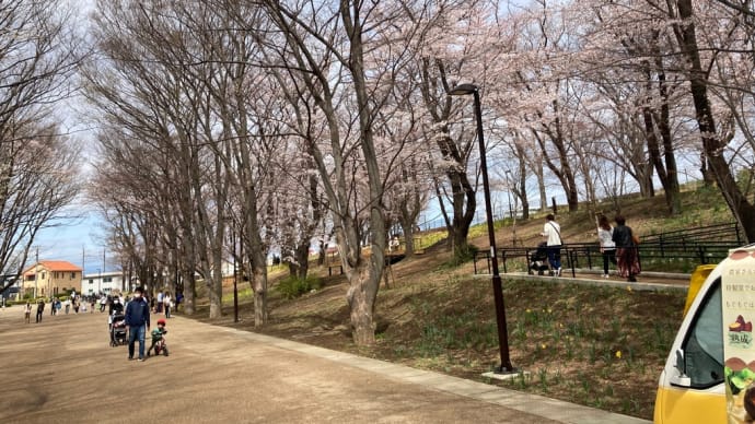 鶴間公園の桜は三分咲きといったところ