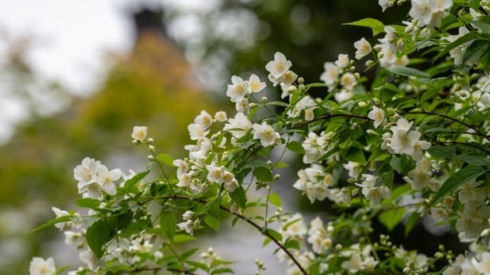 薫風の候【海蔵寺】目当ての花は梅花空木(バイカウツギ)