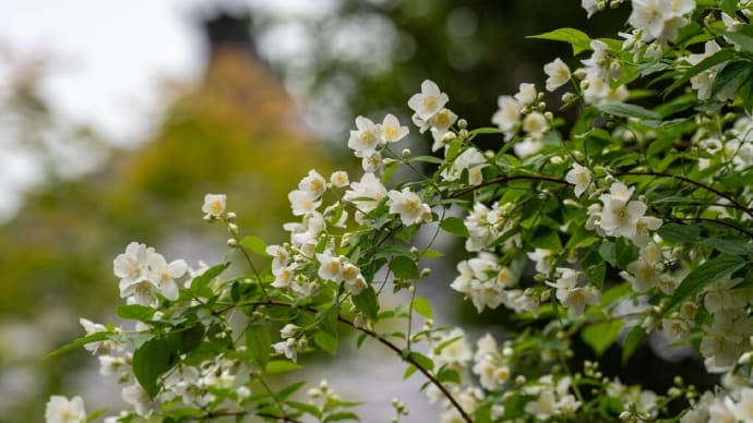 薫風の候【海蔵寺】目当ての花は梅花空木（バイカウツギ）