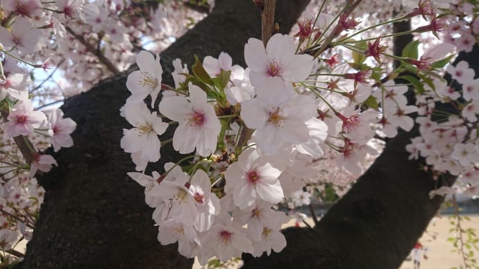 今年の桜