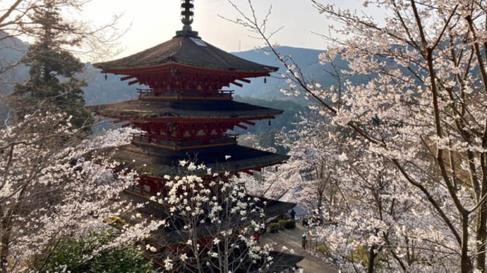 長谷寺の桜(4月5日)