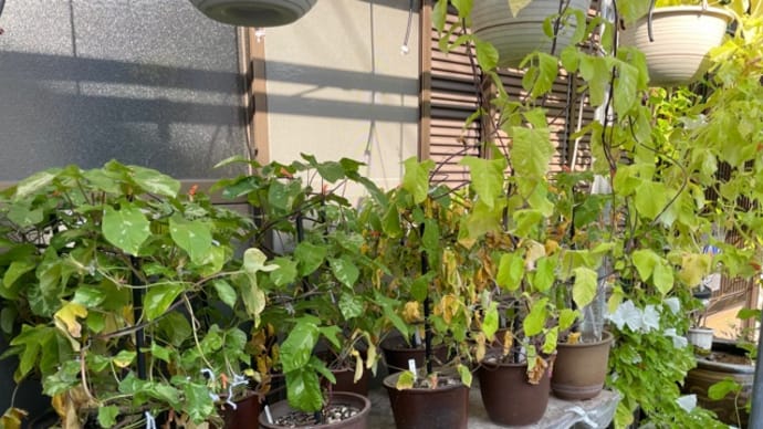 花は無し