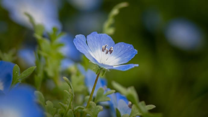 E-M1 公 園 の 花 1