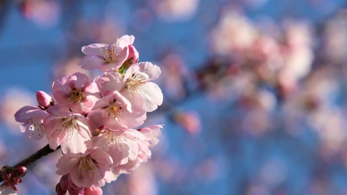 安行寒桜の桜堤公園