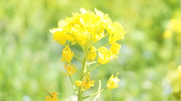 菜の花・世羅高原農場