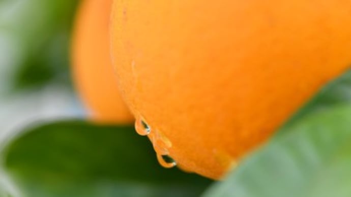 ネーブル・オレンジ
