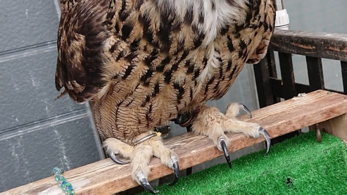 大きな鳥