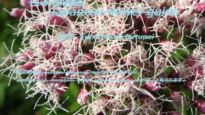 糸を吐く?!Flowers that spit thread? !!