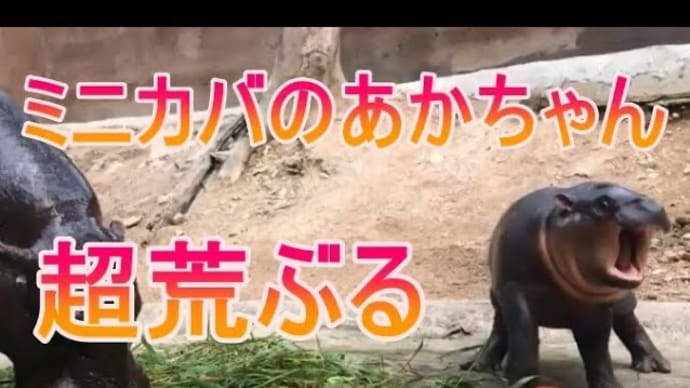 荒ぶるミニカバの赤ちゃんをご覧ください。zoo 動物園