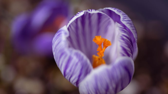 ●我が家の４月の花（1）　クロッカス　ミニチューリップ　クリスマスローズ　ストック　 ムスカリ