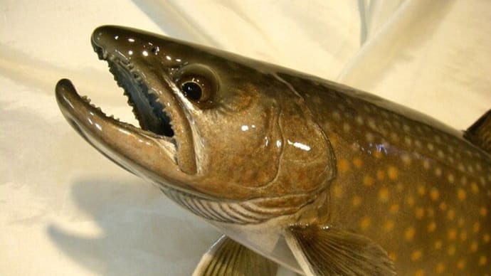 パーマークのあるニッコウ岩魚