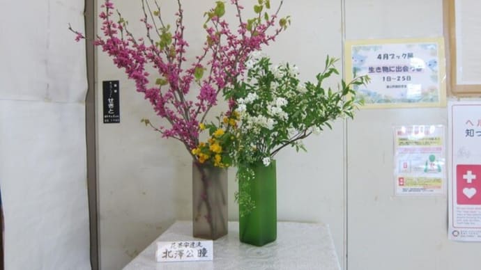 篠窪（しのくぼ）の隣町 花芸安達流　北澤様が「ハナズオウの花」を生けて下さいました　(2024/04/16)