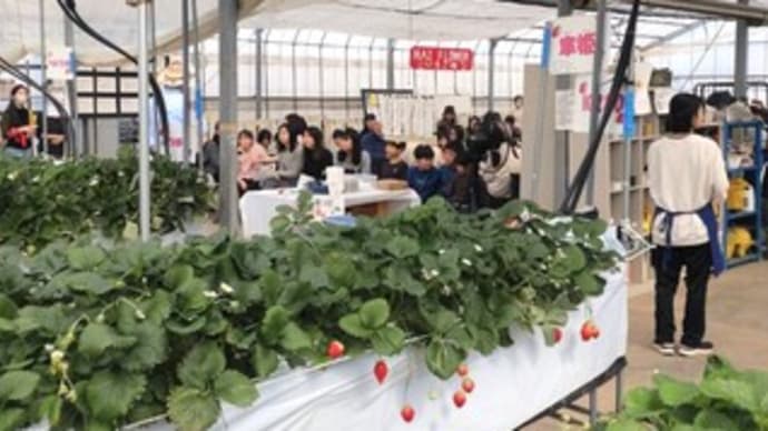 イチゴ狩り & 多肉寄せ植え