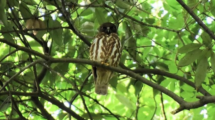 「鳥取県八東ふるさとの森」セミナーのお知らせ
