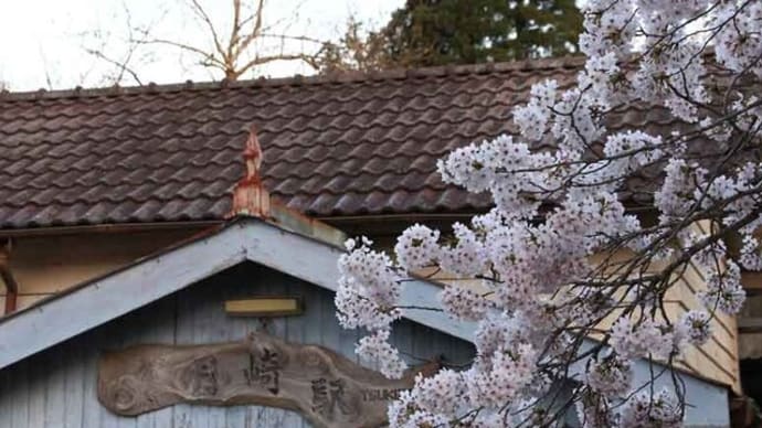 満開の桜と菜の花・小湊鉄道　月崎駅（千葉県）